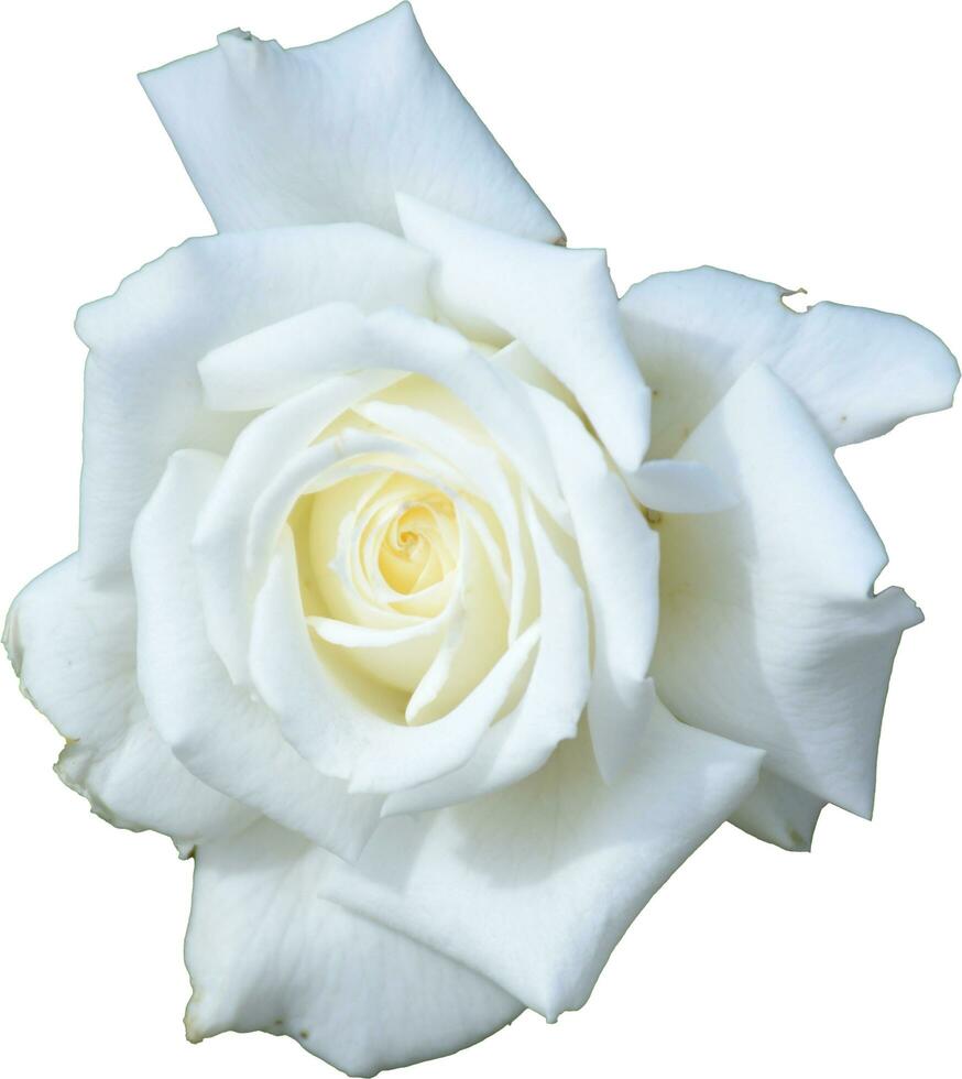 beautiful white rose on white background photo