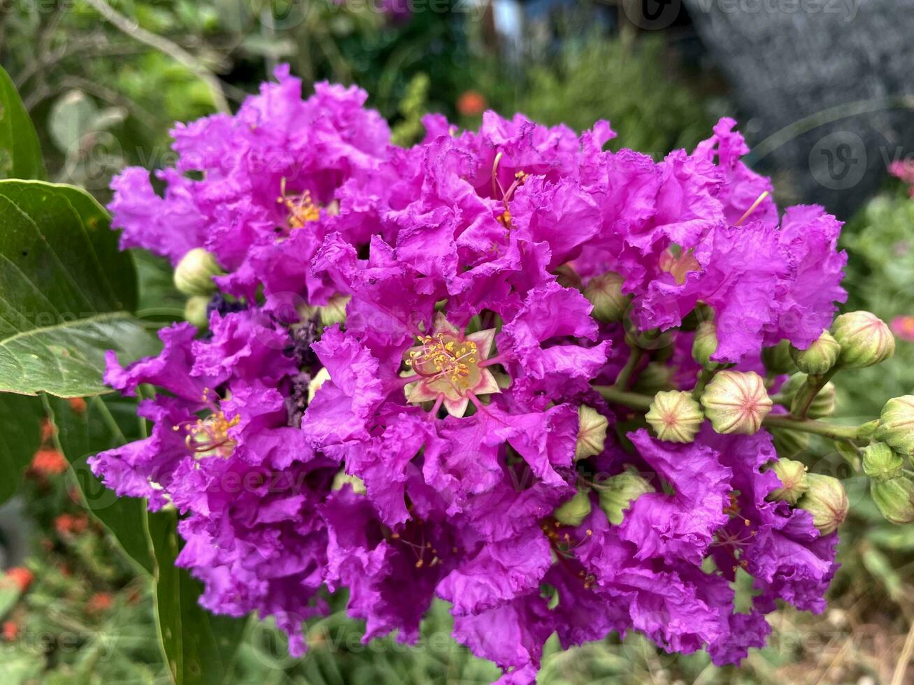 crape myrtle flower in nature garden photo