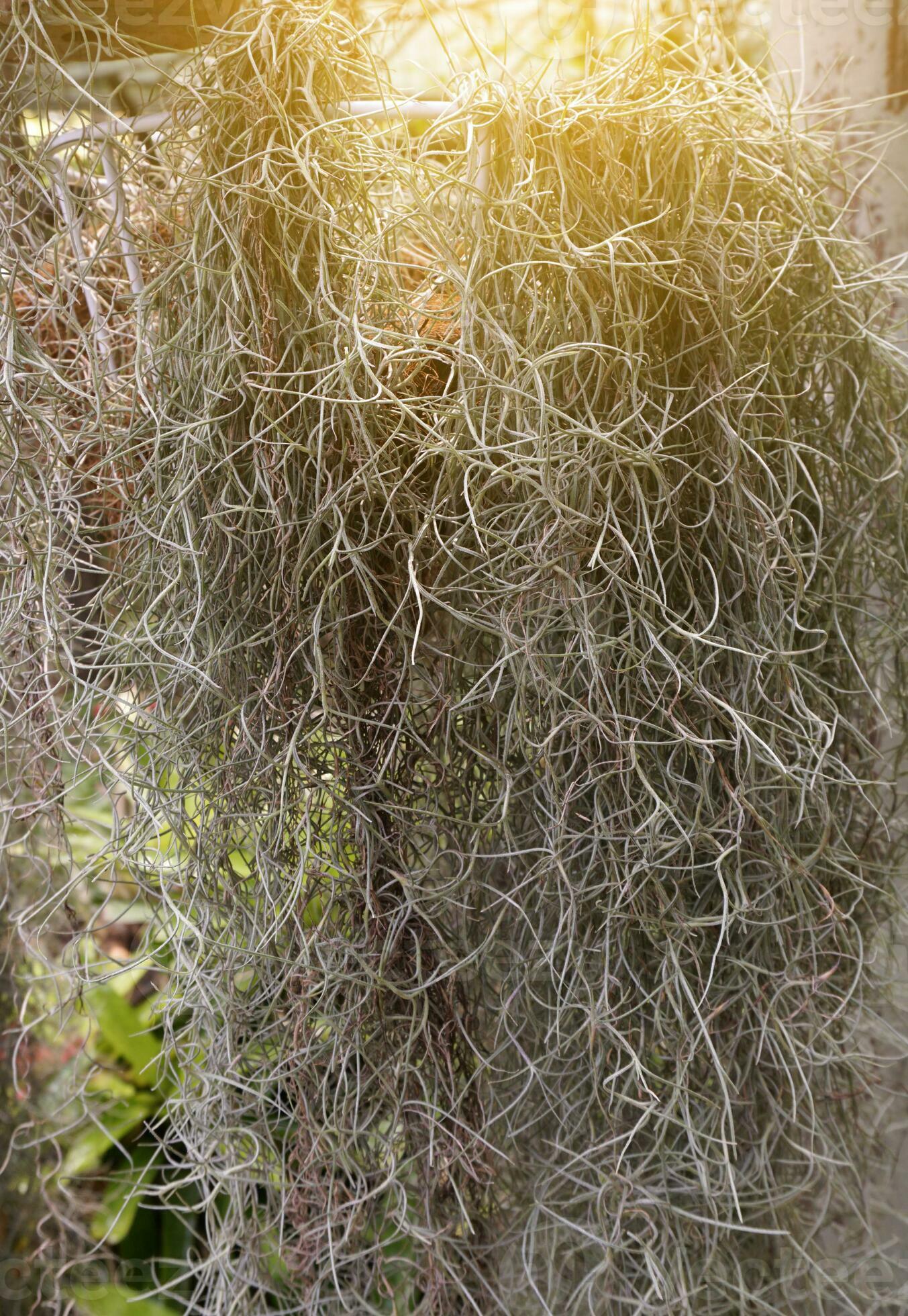 Spanish Moss Tillandsia Usneoides Tree Stock Photo by