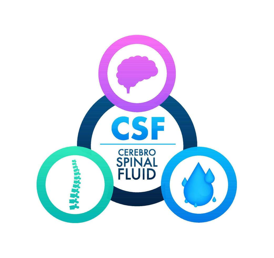 CSF   cerebrospinal fluid. Medical concept. Vector stock illustration