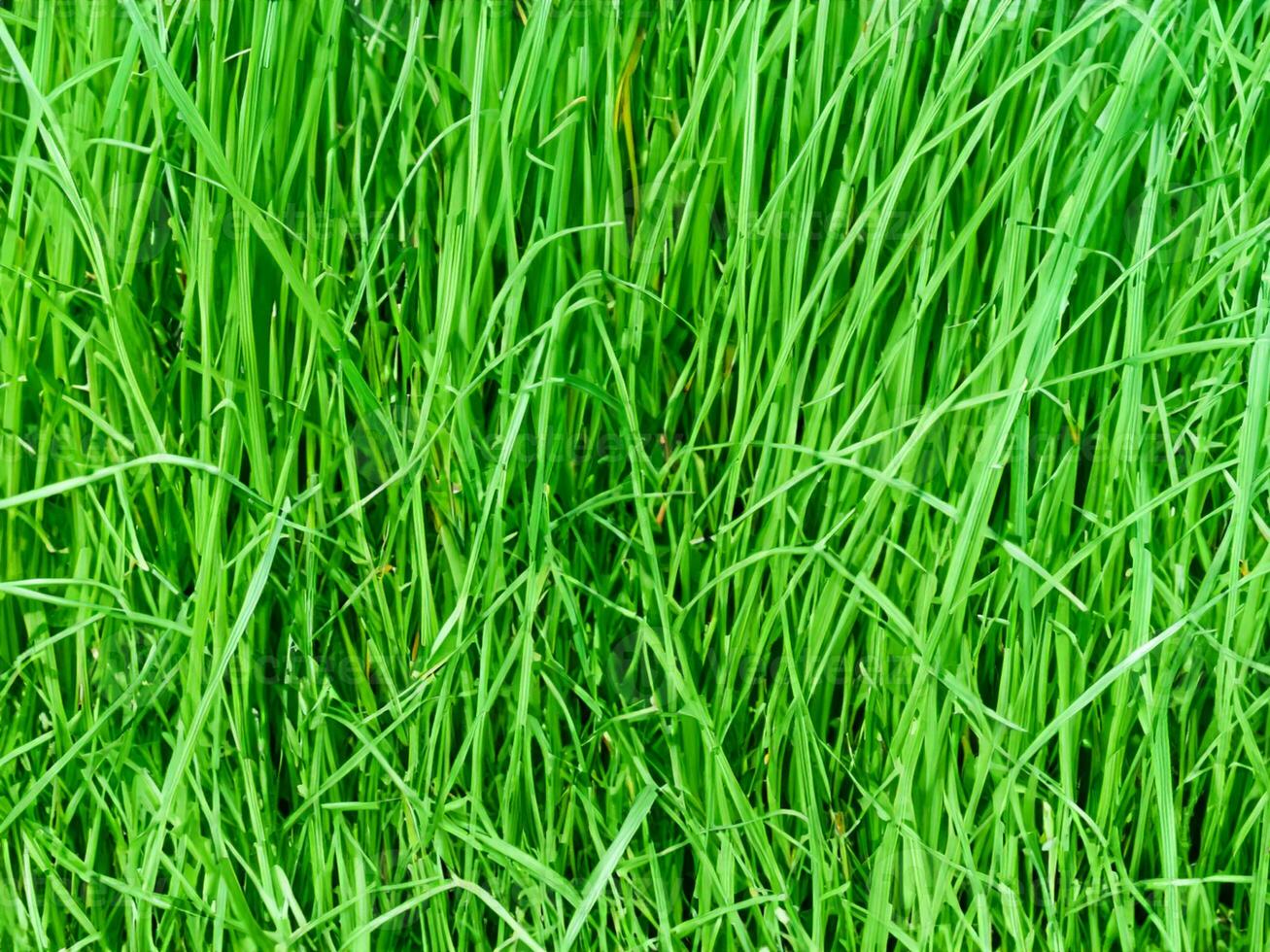 close up fresh green grass background photo