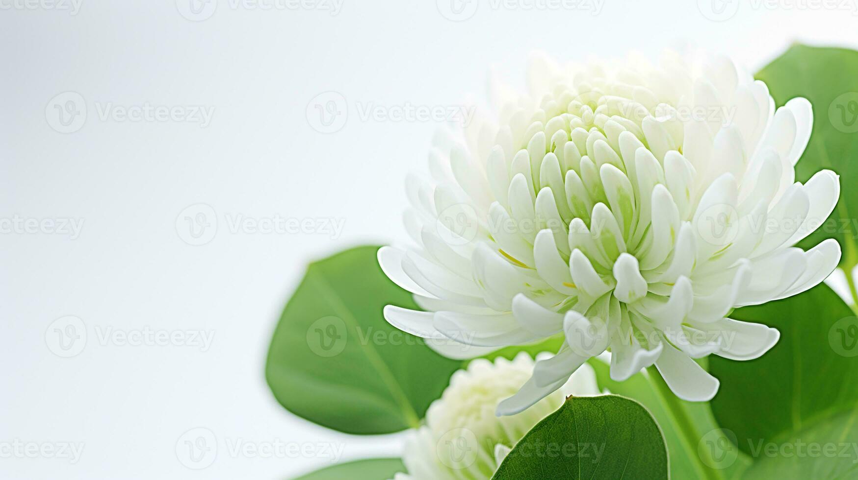 Photo of beautiful White Clover flower isolated on white background. Generative AI