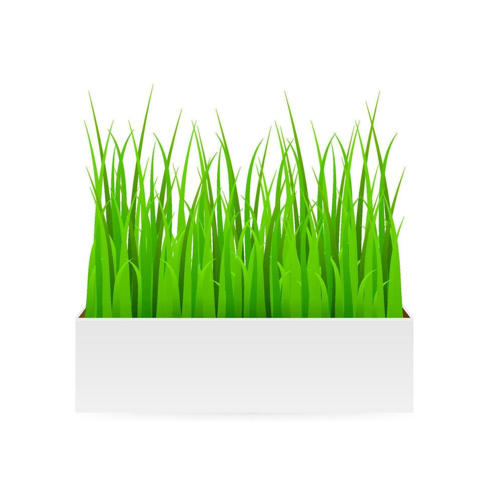 Fresh green grass in pot. Element of home decor. Vector realistic illustration, isolated