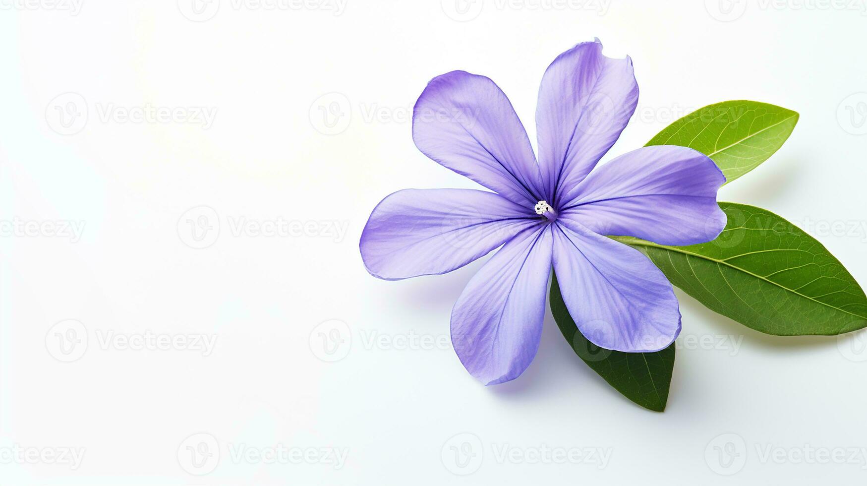 Photo of beautiful Periwinkle flower isolated on white background. Generative AI