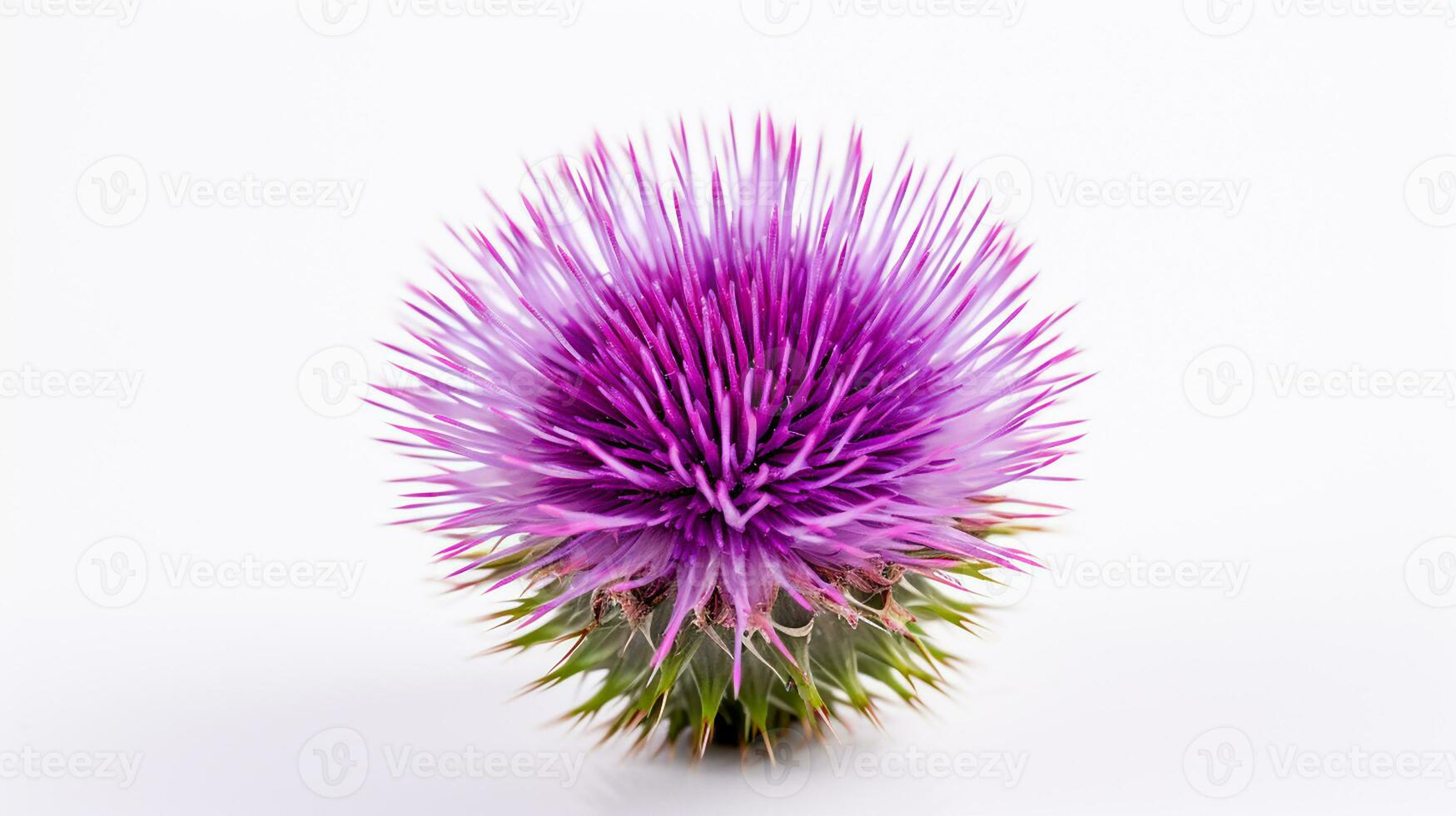 Photo of beautiful Thistle flower isolated on white background. Generative AI