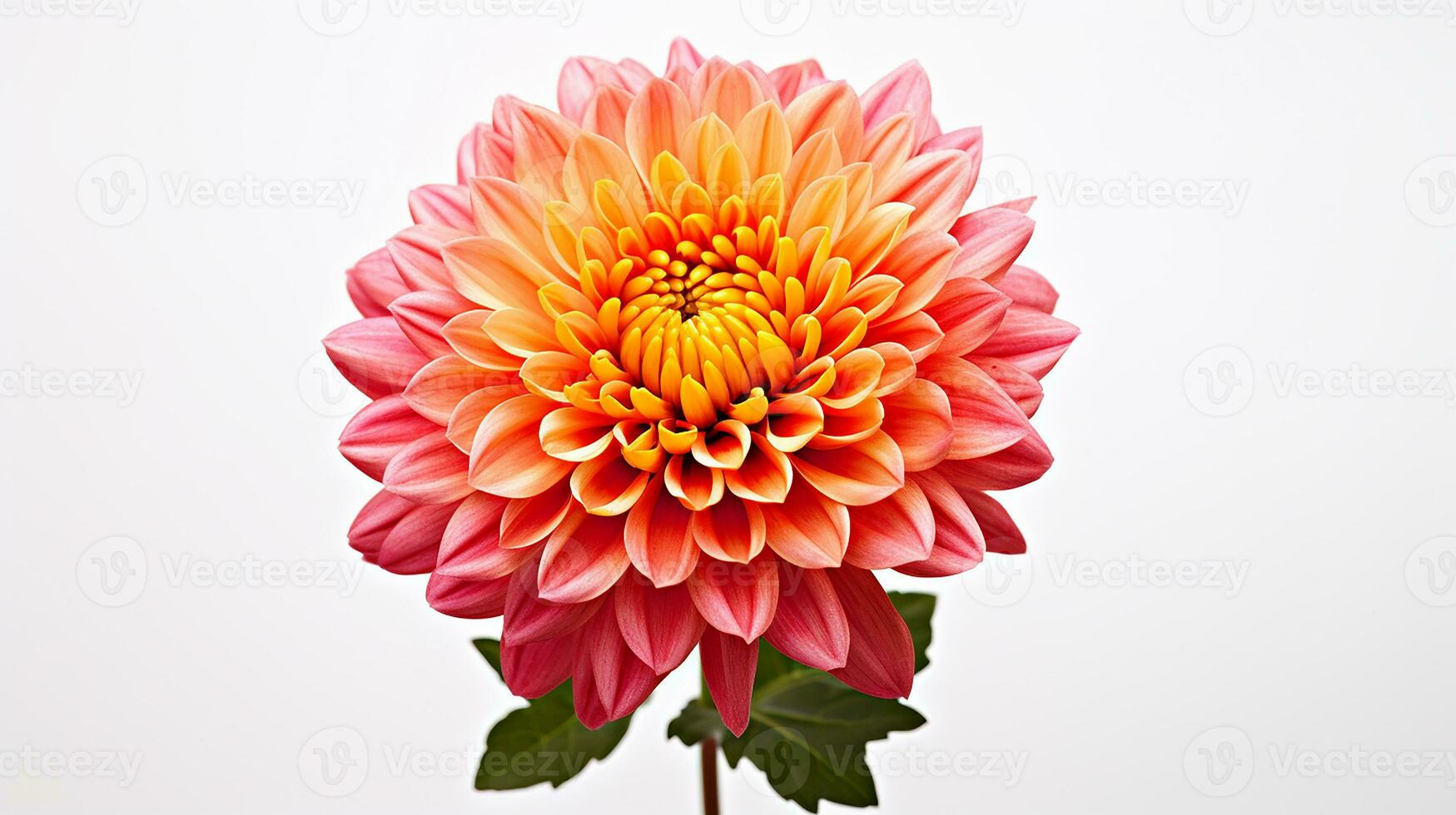 Photo of beautiful Mums flower isolated on white background. Generative AI