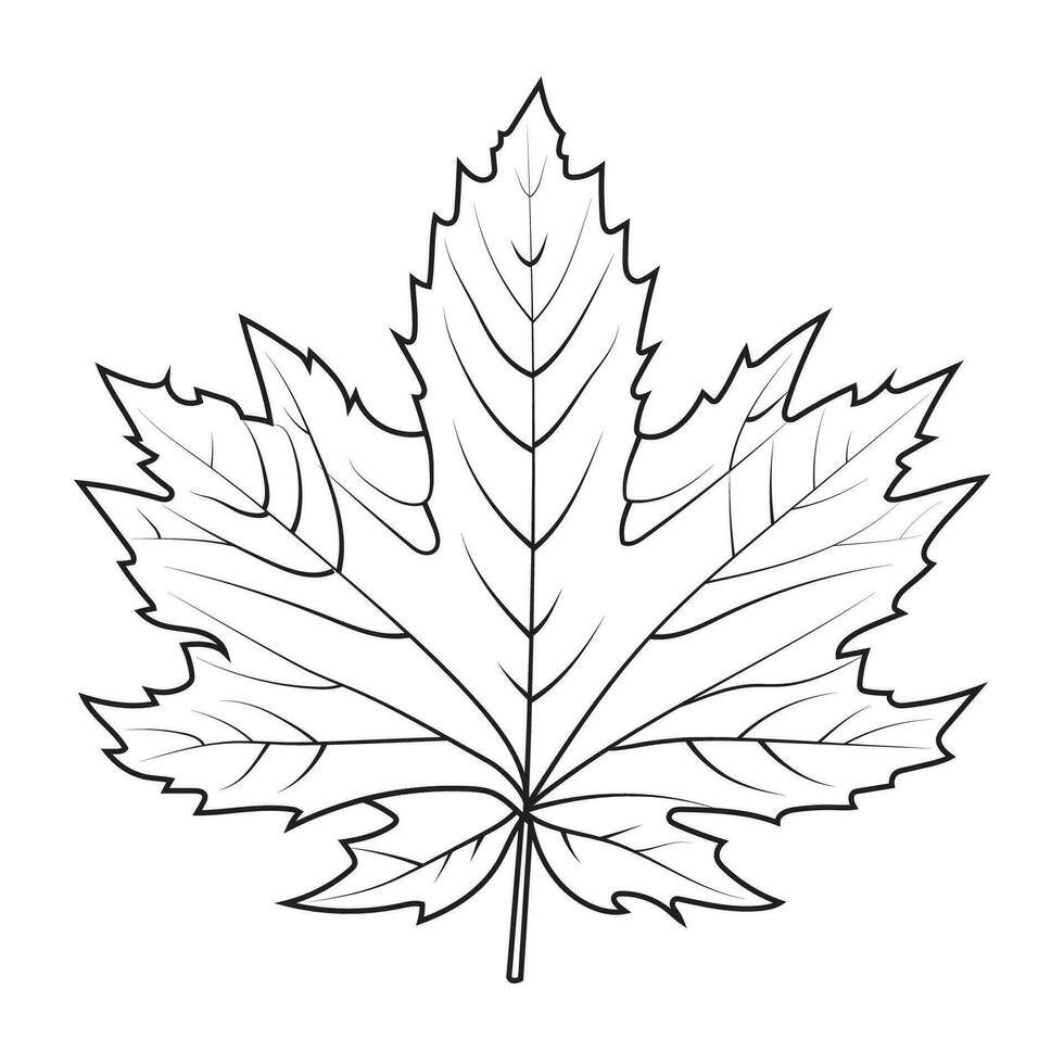 Contour drawing of a maple leaf. Autumn leaf vector