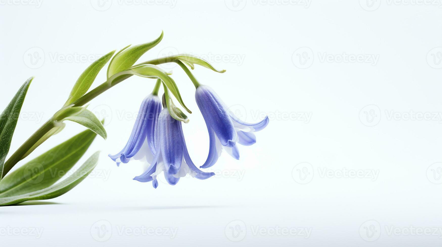 Photo of beautiful Bluebell flower isolated on white background. Generative AI