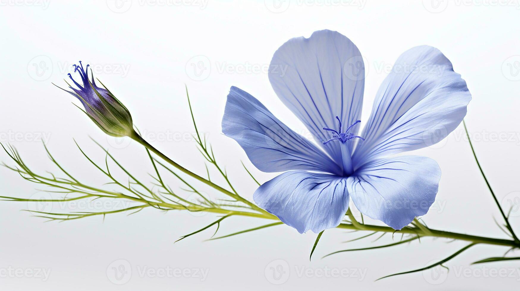 Photo of beautiful Flax flower isolated on white background. Generative AI