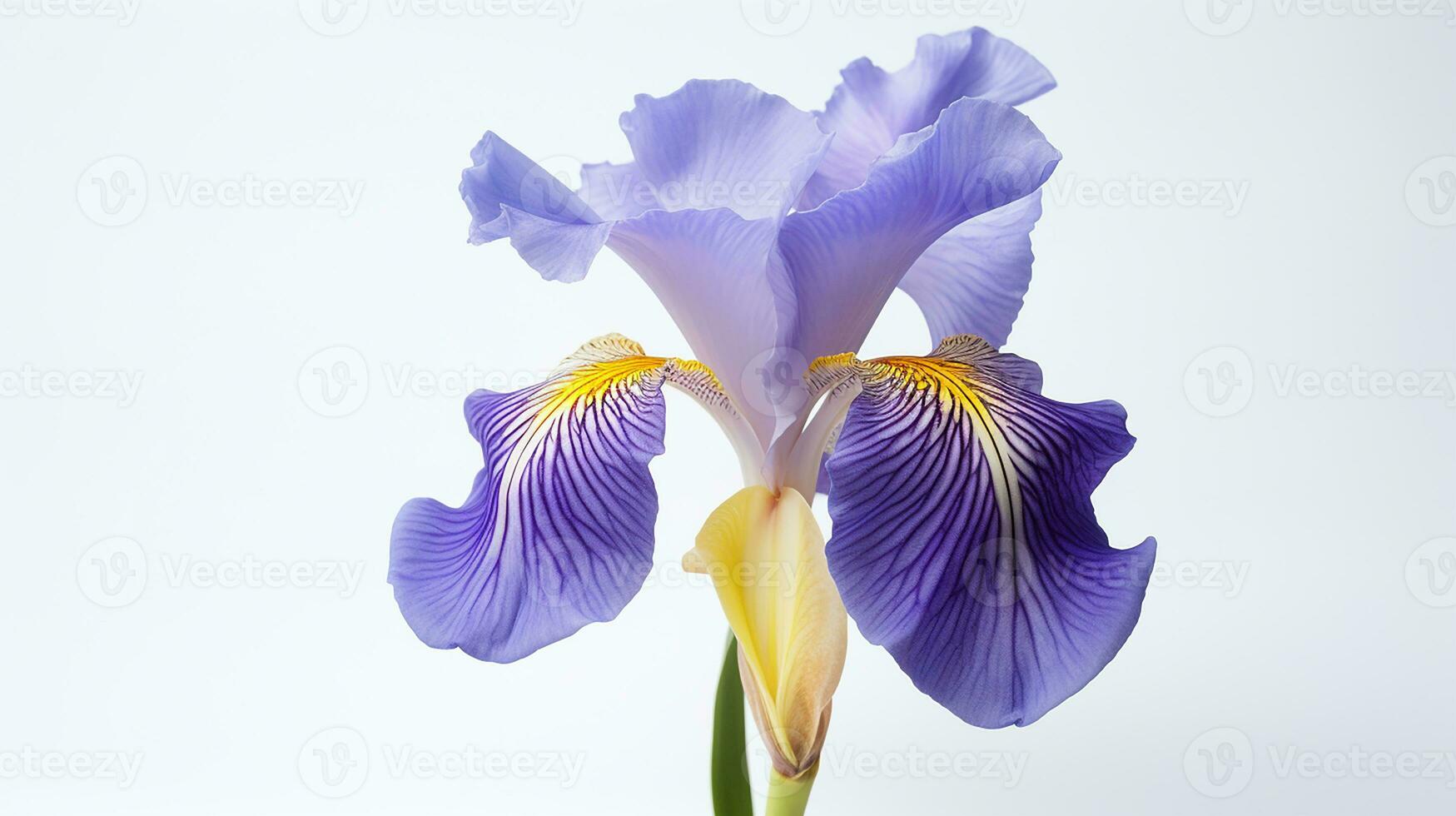 Photo of beautiful Iris flower isolated on white background. Generative AI