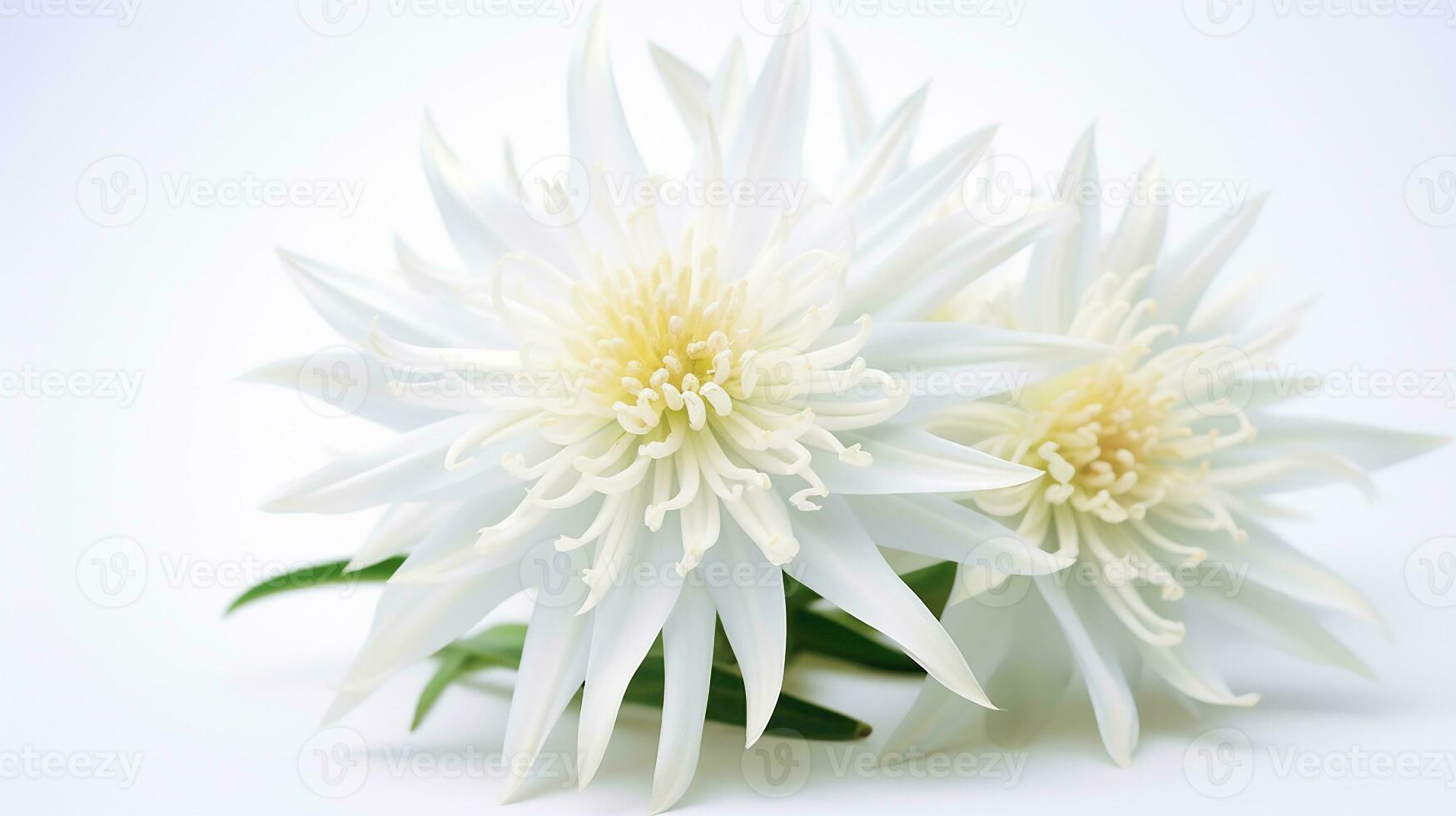 Photo of beautiful Edelweiss flower isolated on white background. Generative AI