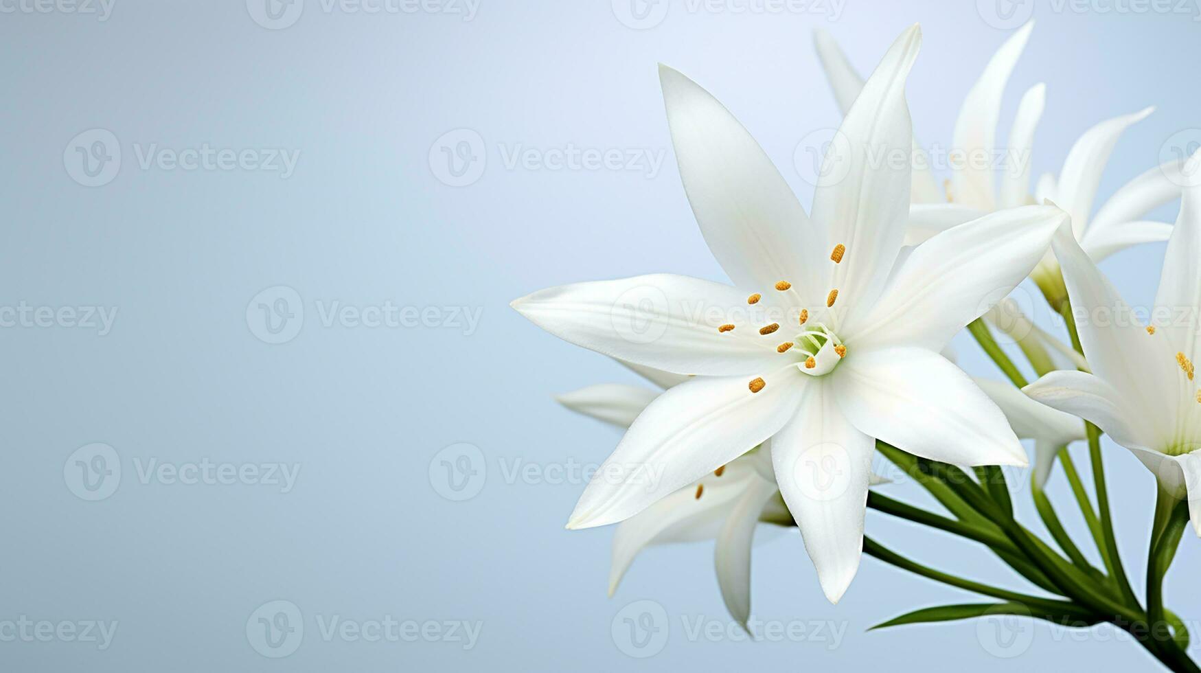 foto de hermosa estrella de Belén flor aislado en blanco antecedentes. generativo ai