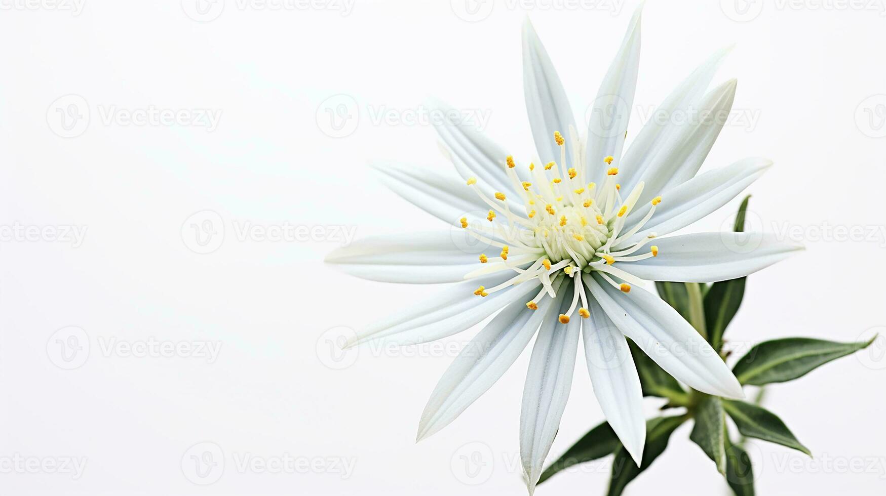 Photo of beautiful Edelweiss flower isolated on white background. Generative AI