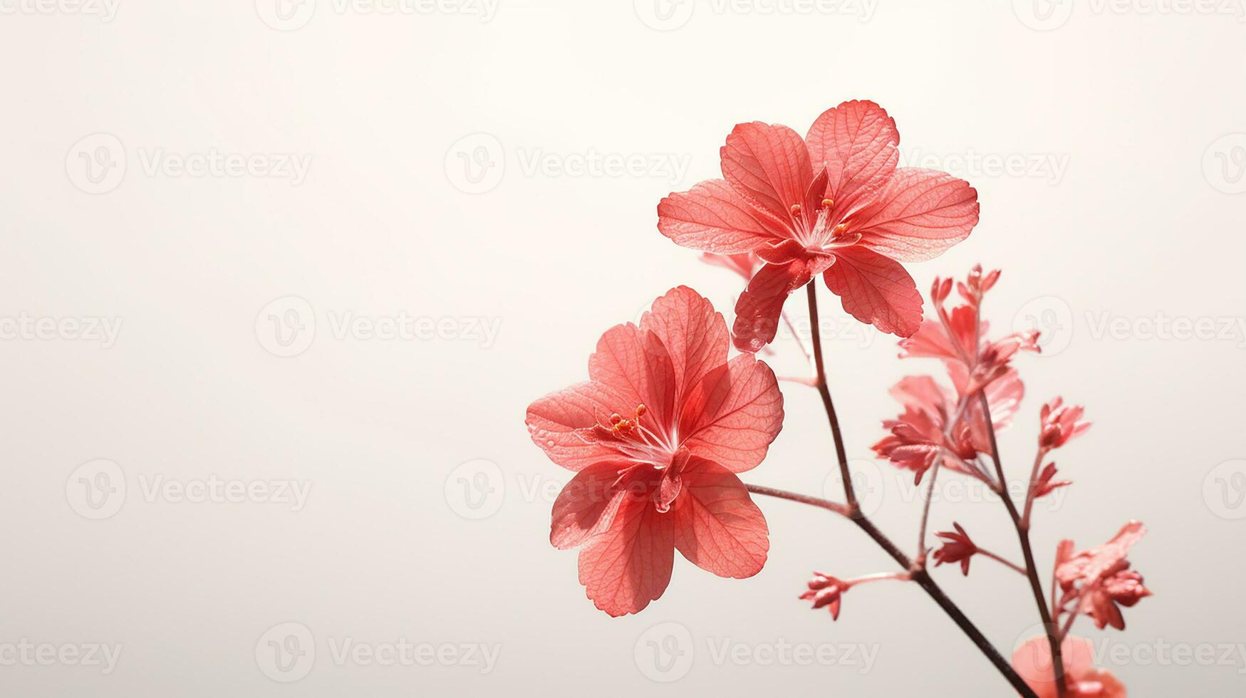 Photo of beautiful Heuchera flower isolated on white background. Generative AI