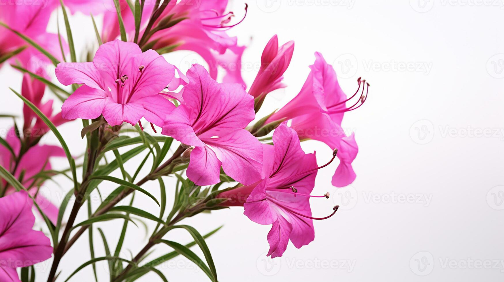 Photo of beautiful Fireweed flower isolated on white background. Generative AI