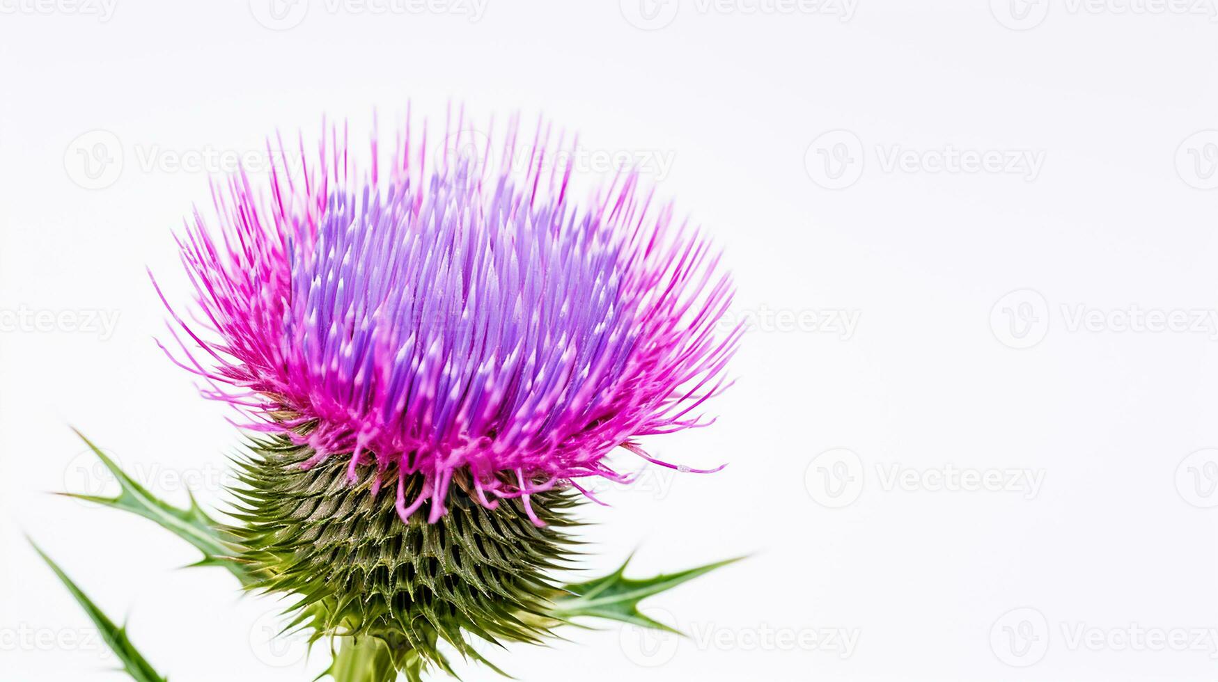 Photo of beautiful Thistle flower isolated on white background. Generative AI