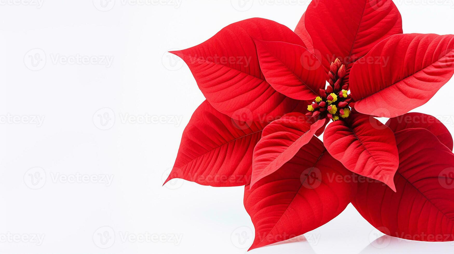 foto de hermosa flor de pascua flor aislado en blanco antecedentes. generativo ai