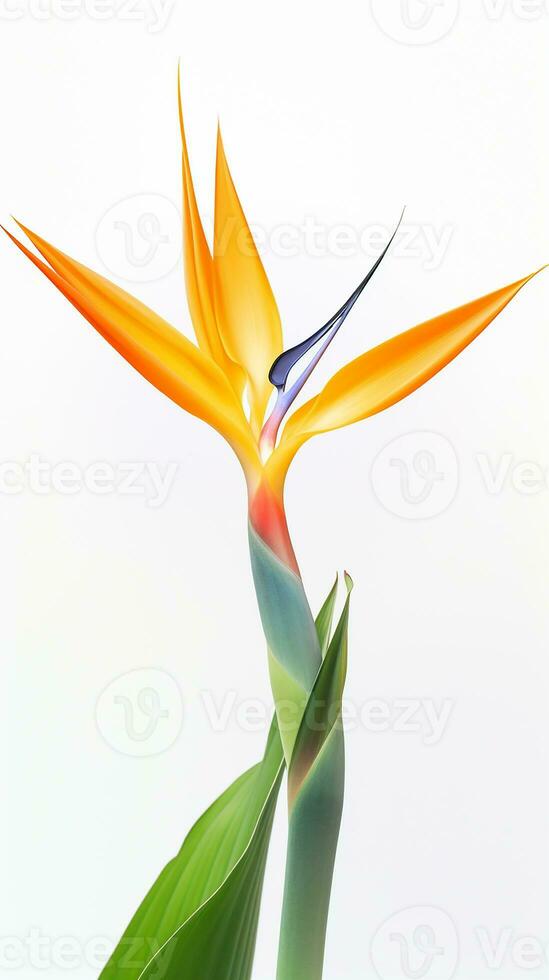 Photo of beautiful Bird of Paradise flower isolated on white background. Generative AI