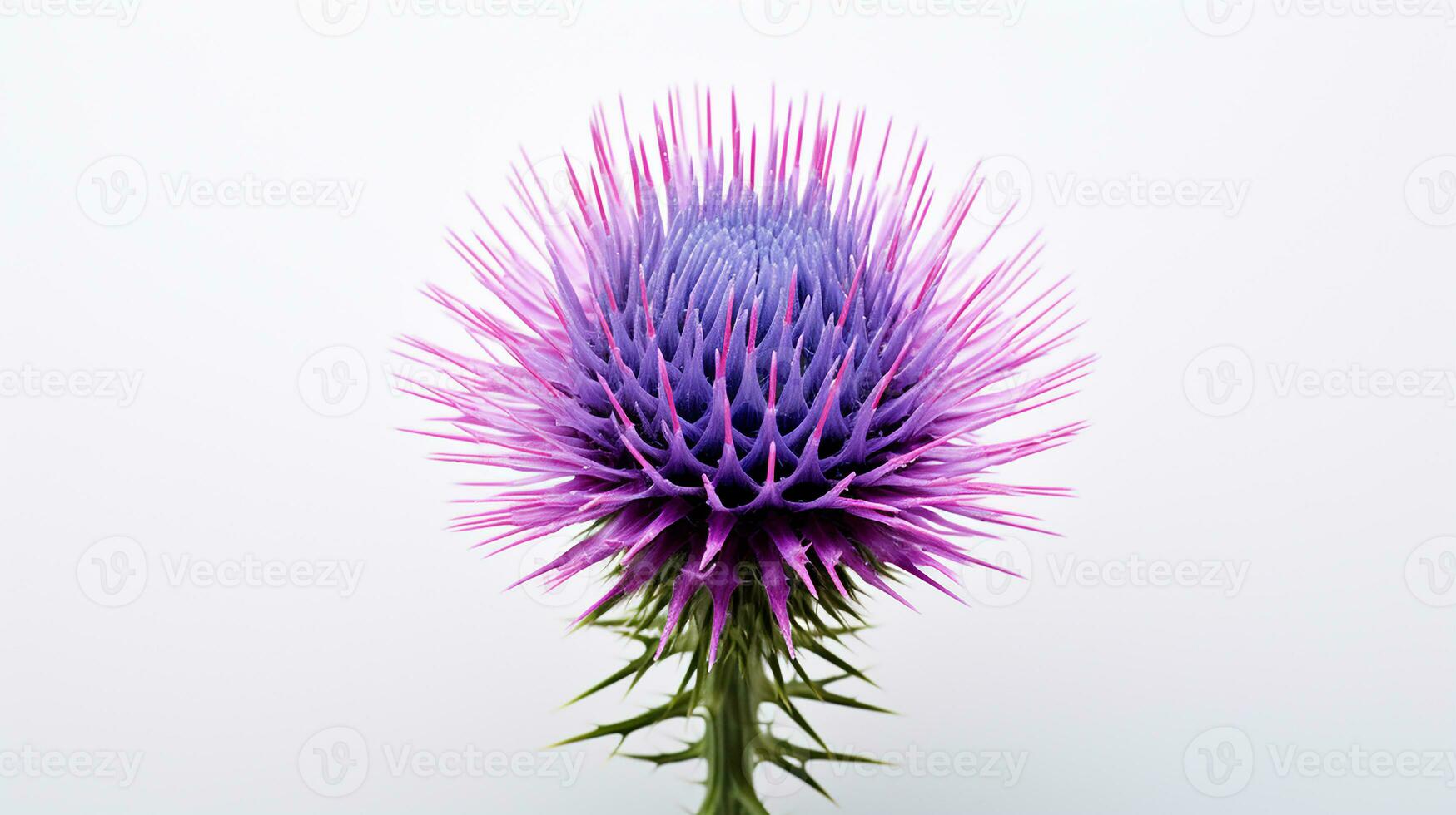 Photo of beautiful Thistle flower isolated on white background. Generative AI