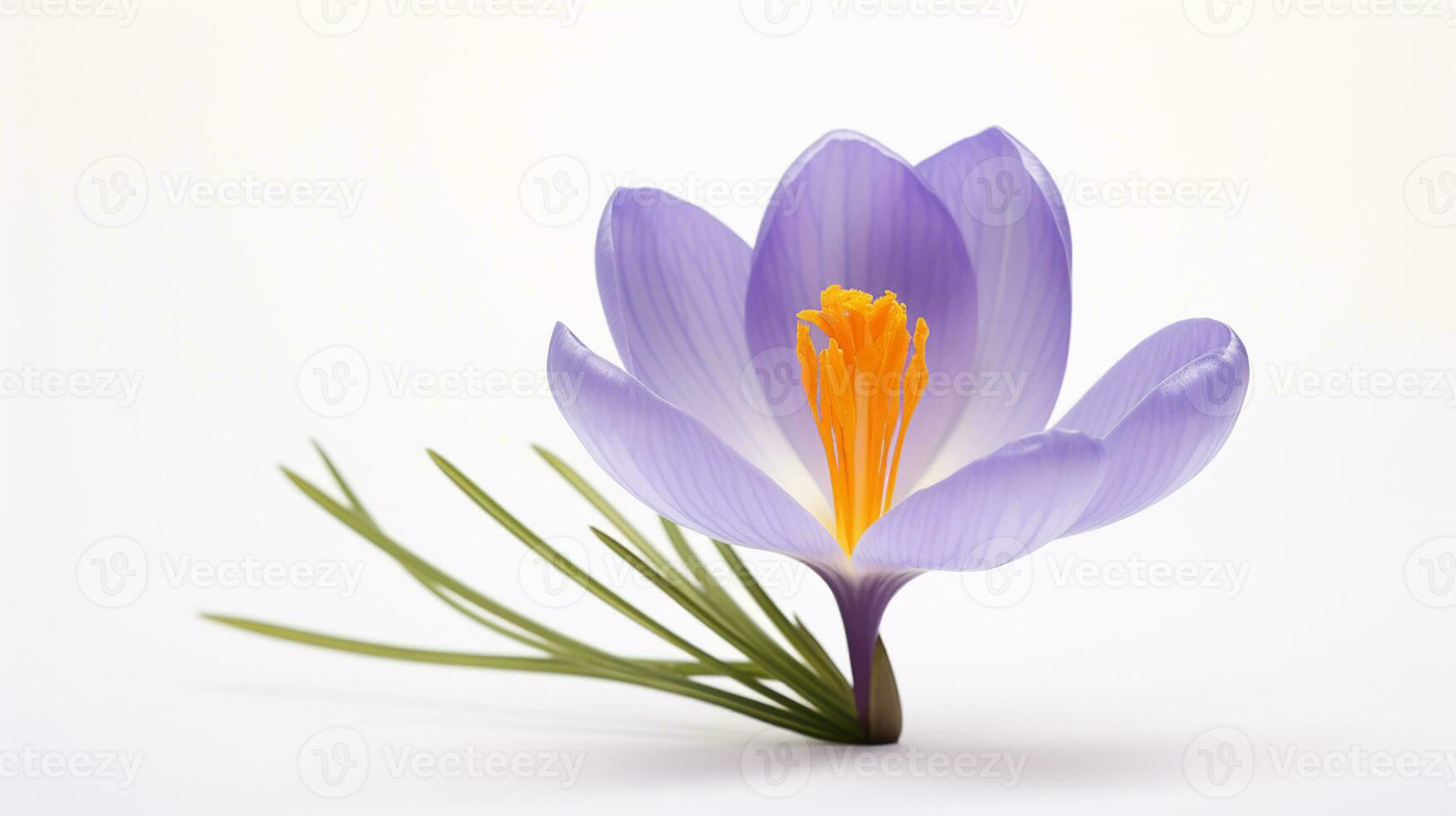 Photo of beautiful Crocus flower isolated on white background. Generative AI