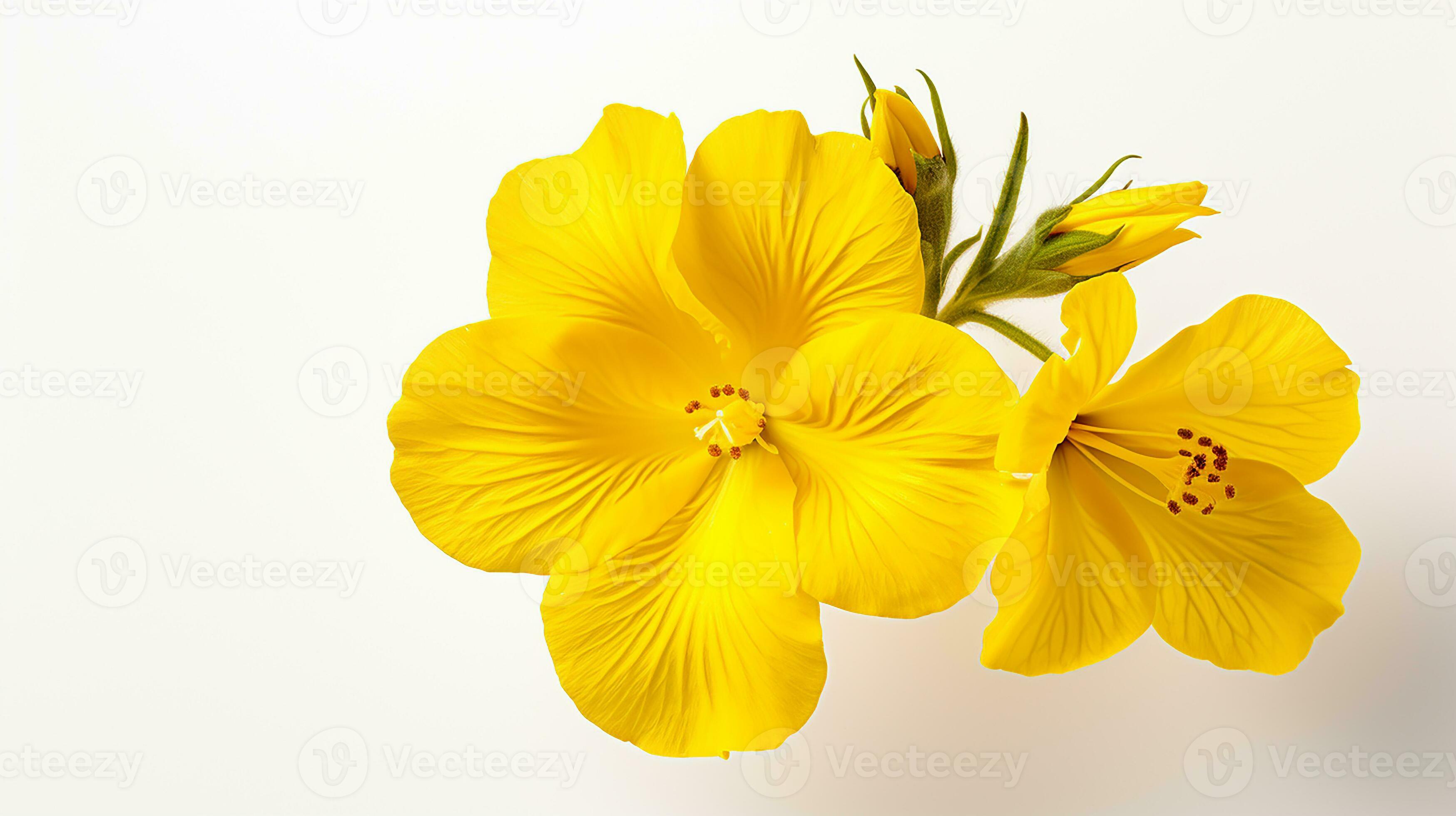 Photo of beautiful Evening Primrose flower isolated on white background