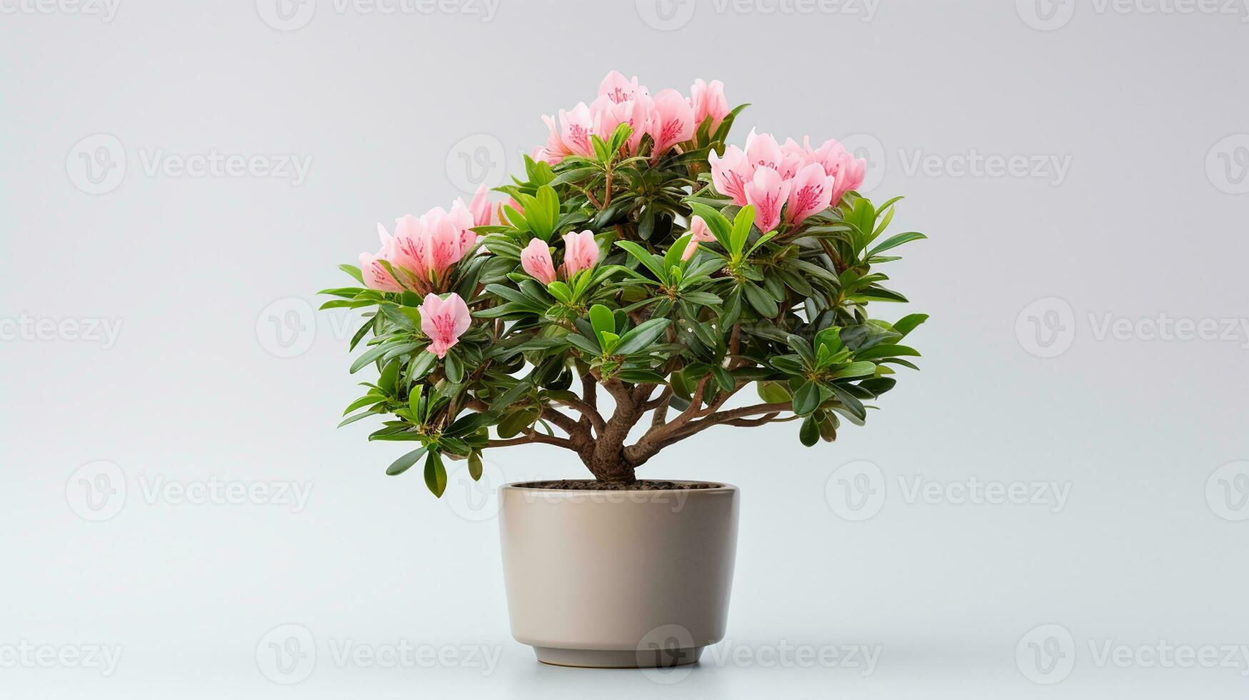 Photo of Rhododendron flower in pot isolated on white background. Generative AI