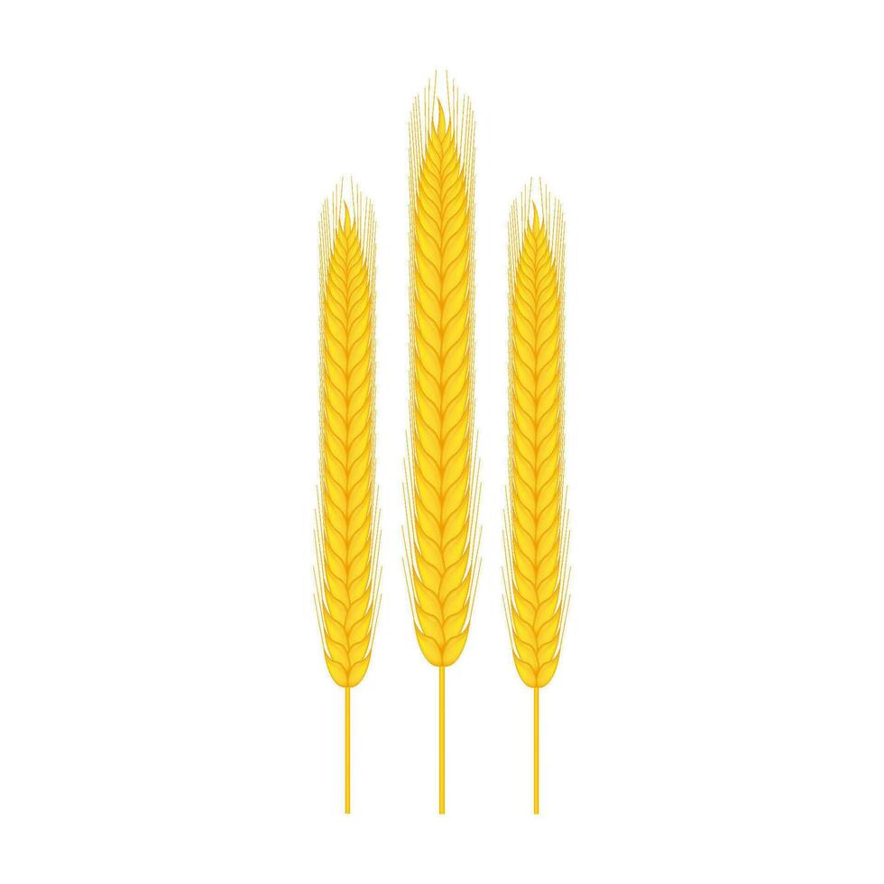 Realistic bunch of wheat, oats or barley isolated on white background. Vector stock illustration