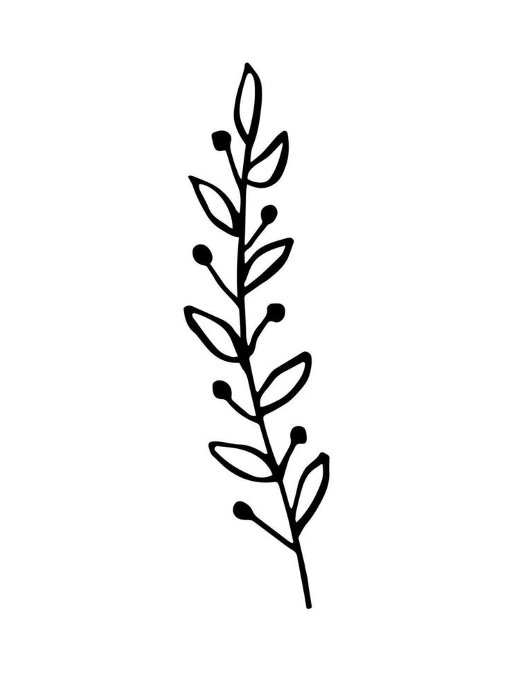 Leaf, herbs grass hand drawn doodle sketch. Vector illustration single of cartoon botanical plant. Isolated on white background.
