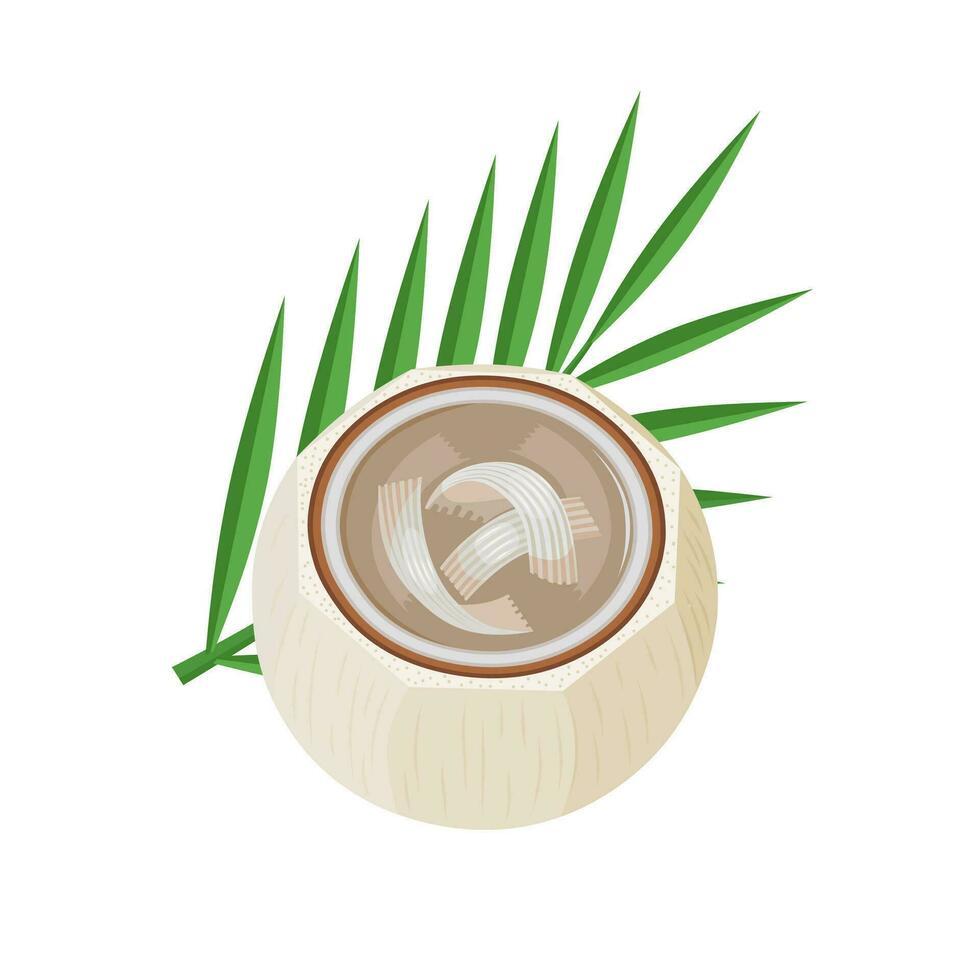 Vector illustration, young coconut pudding, inside a coconut shell, isolated on white background.