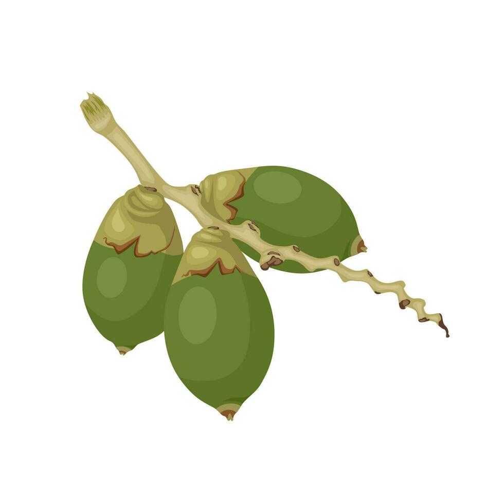 ilustración vectorial, nuez de betel verde, también conocida como nuez de areca, nombre científico areca catechu, aislada en un fondo blanco. vector