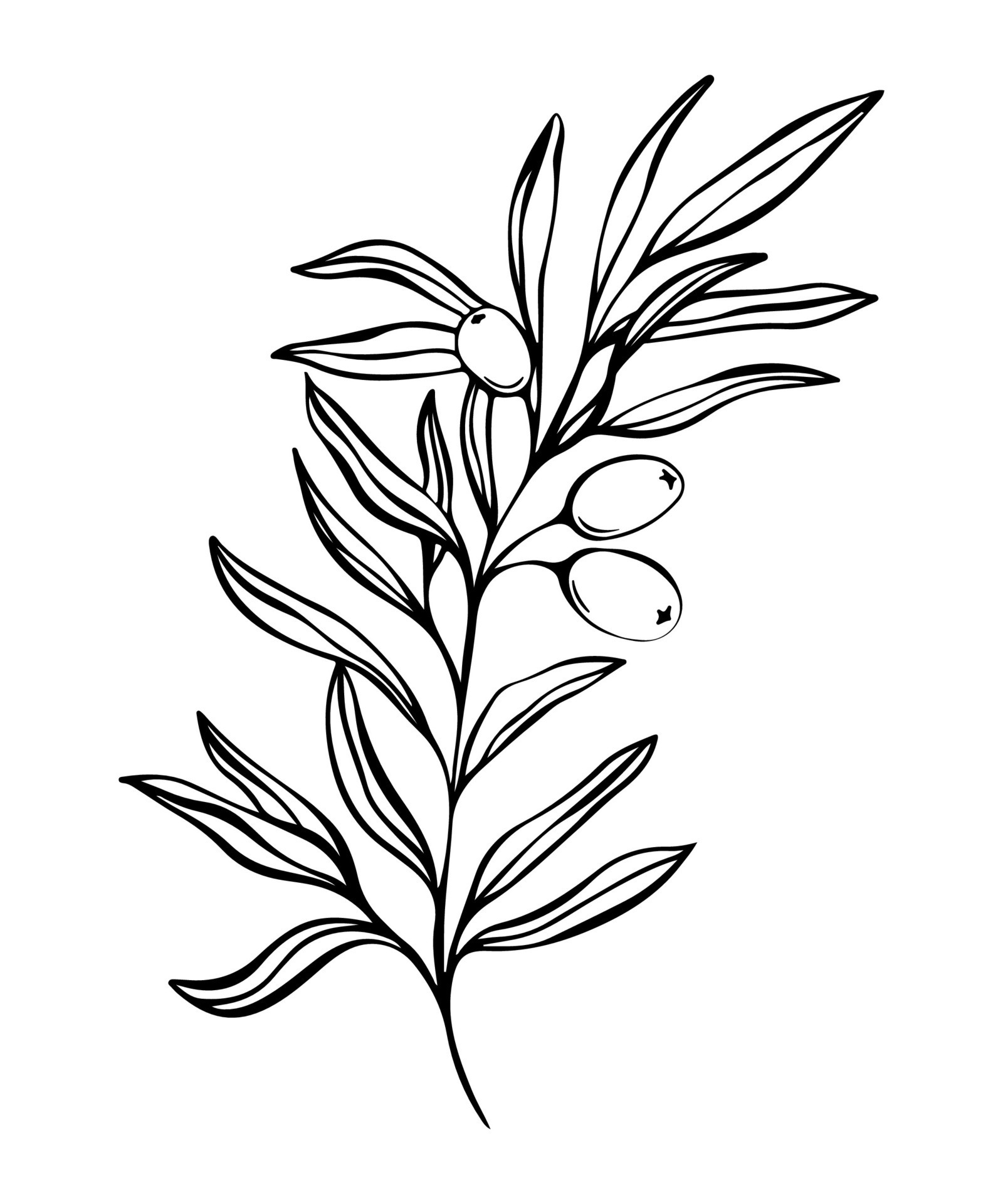 Botanical line illustration of olive leaves, branch for wedding ...