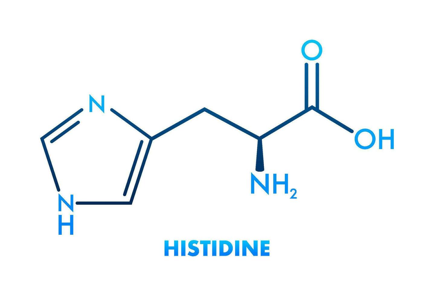 histidina l histidina, su, h aminado ácido molécula. vector ilustración.