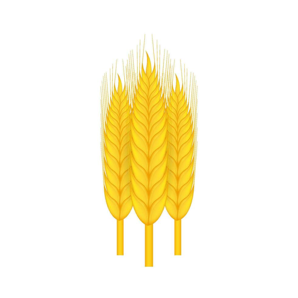 Realistic bunch of wheat, oats or barley isolated on white background. Vector stock illustration