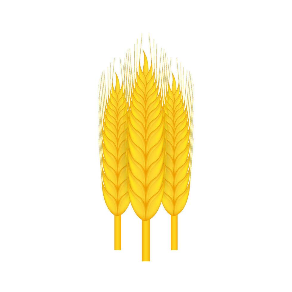 realista manojo de trigo, avena o cebada aislado en blanco antecedentes. vector valores ilustración