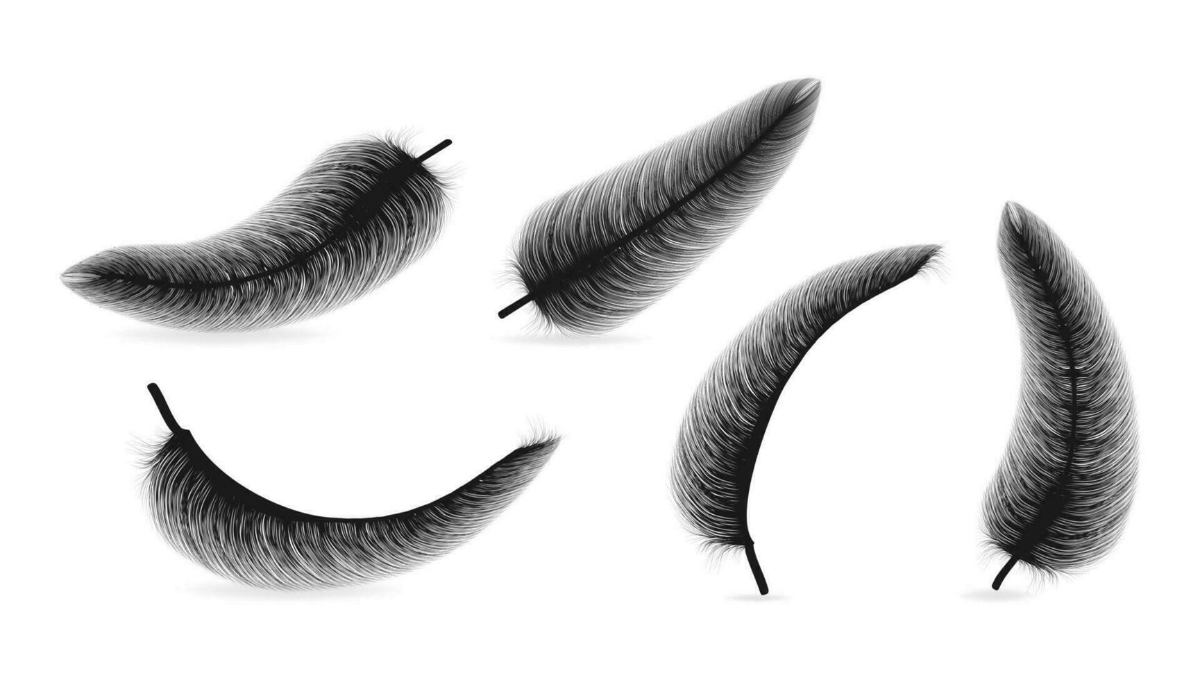 Fluffy feather with shadow vector realistic set isolated on transparent background