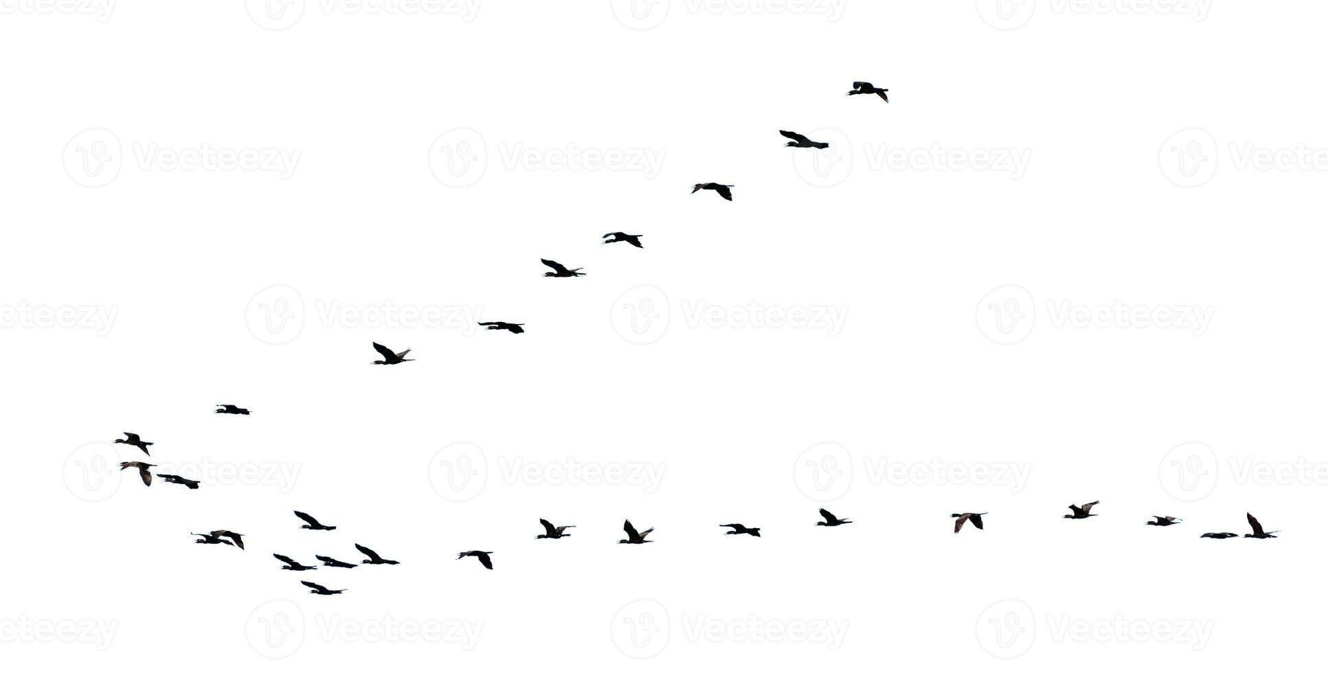 Silhouette flock of birds flying in a row photo