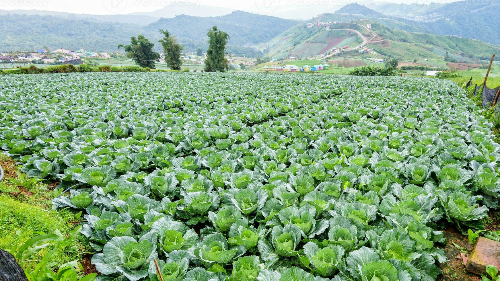 Cabbage rows in cultivation plot photo