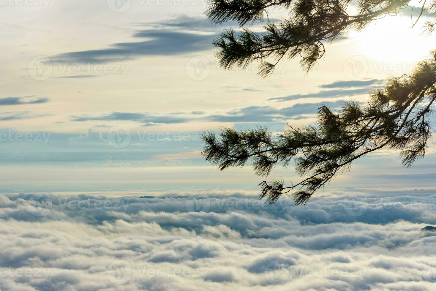 Silhouette the pine tree at sunrise photo