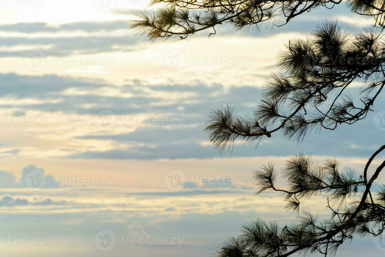 Silhouette the pine tree at sunrise photo