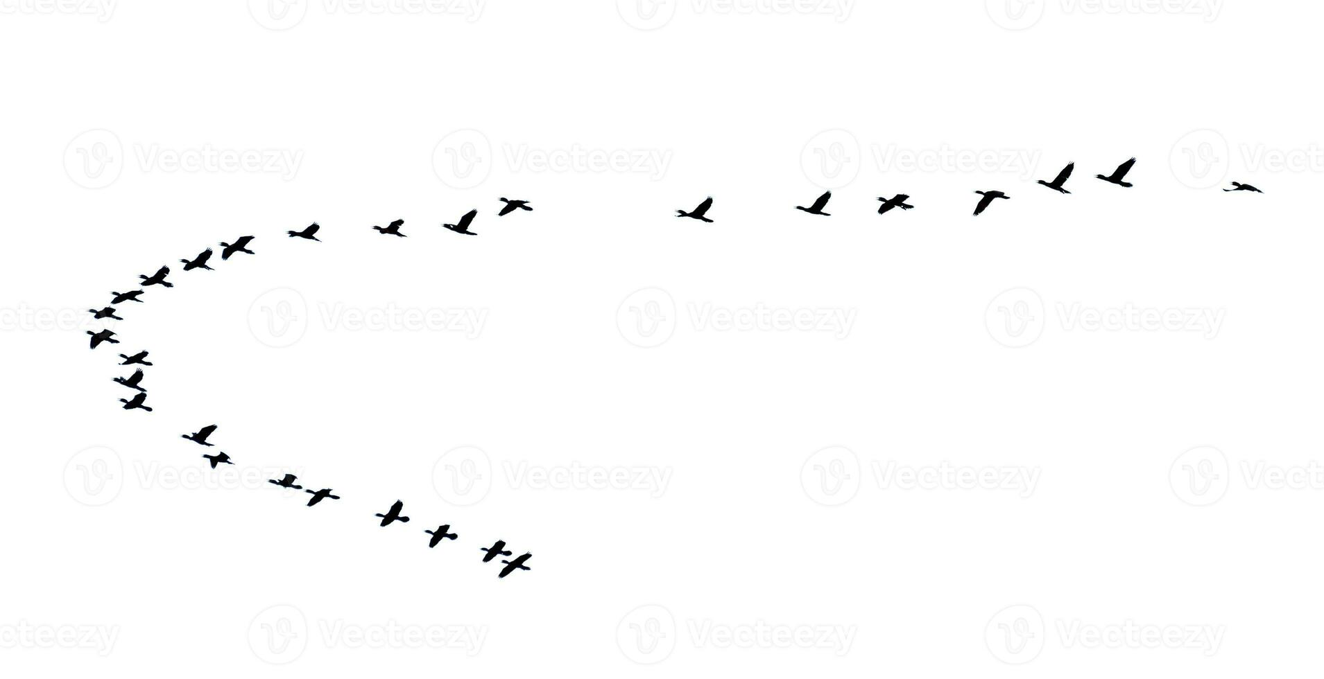 Silhouette flock of birds flying in a row photo