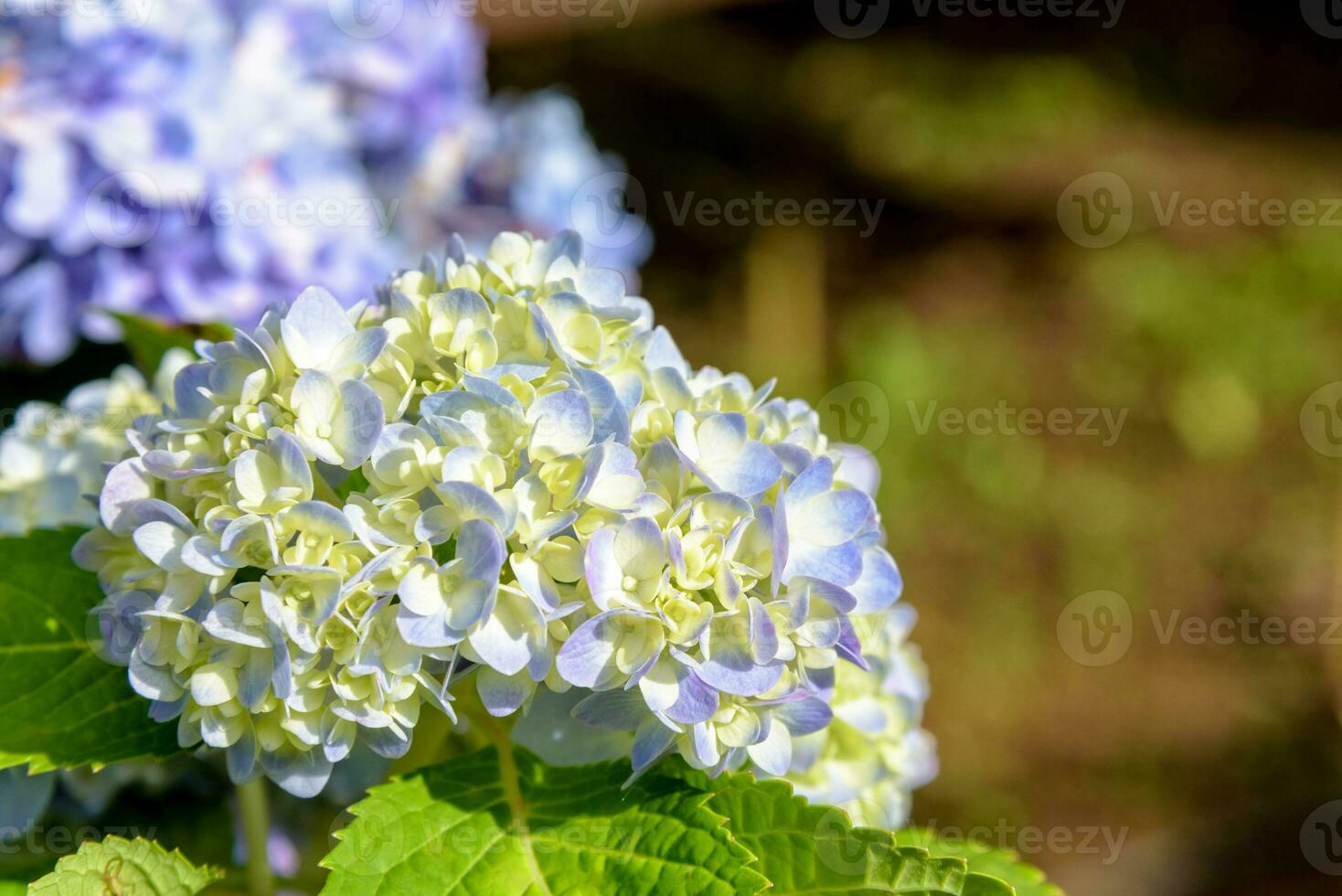 Hydrangea macrophylla flower photo