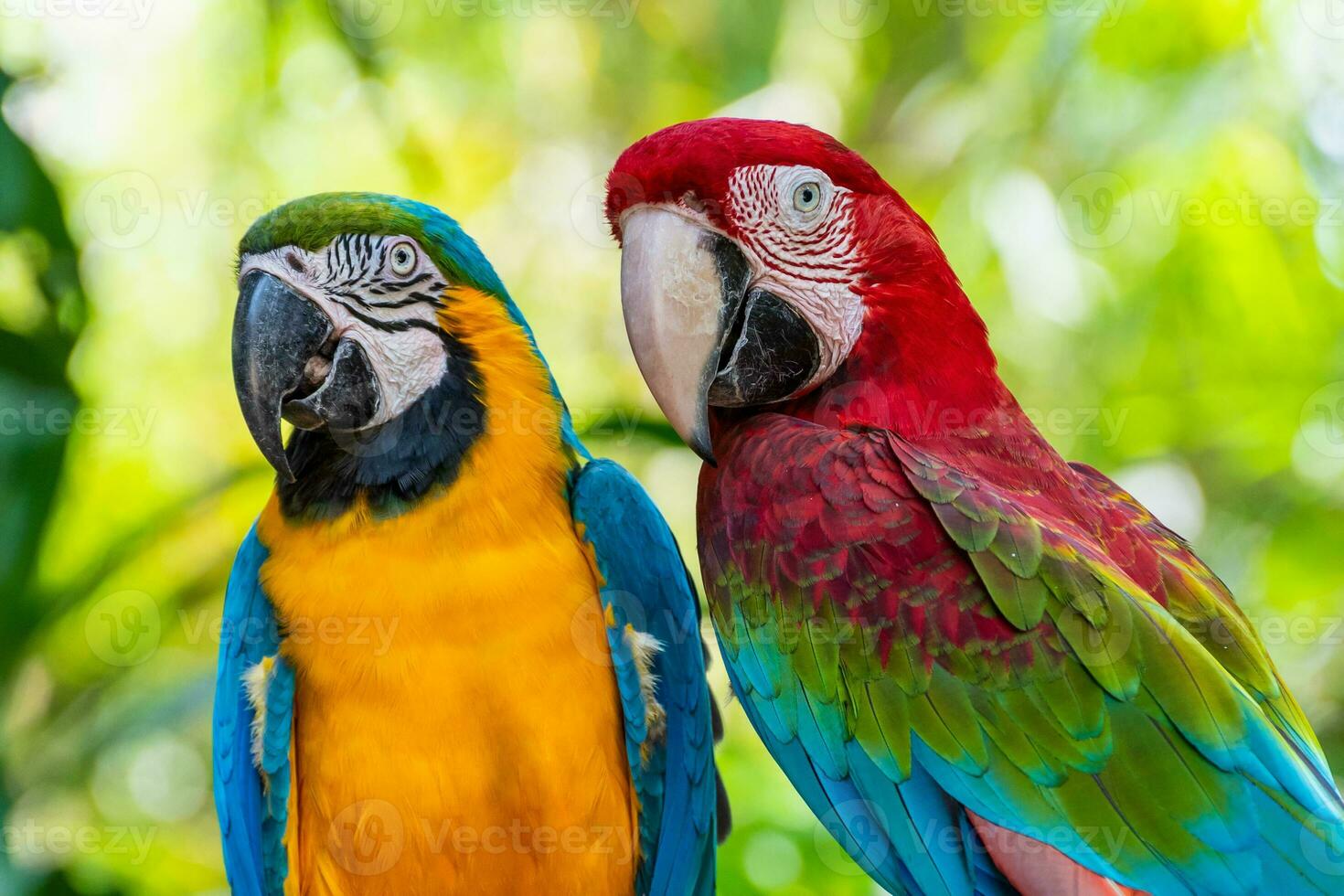 Closeup face of Macaw colorful birds photo