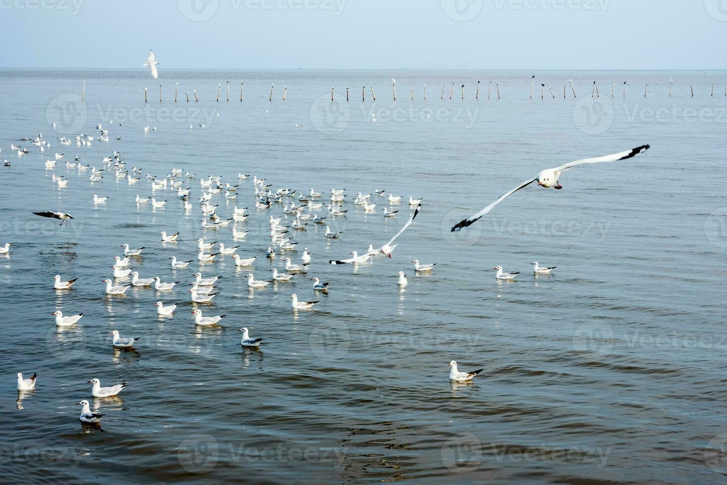 rebaño de gaviotas a bangpu recreación centrar foto