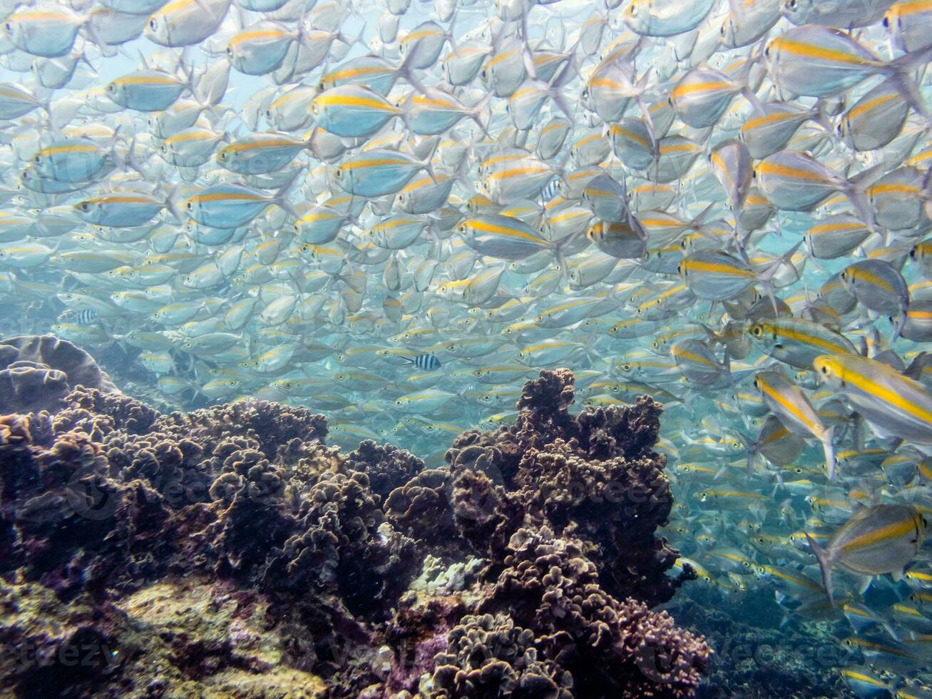 Underwater photos of sea fish herd