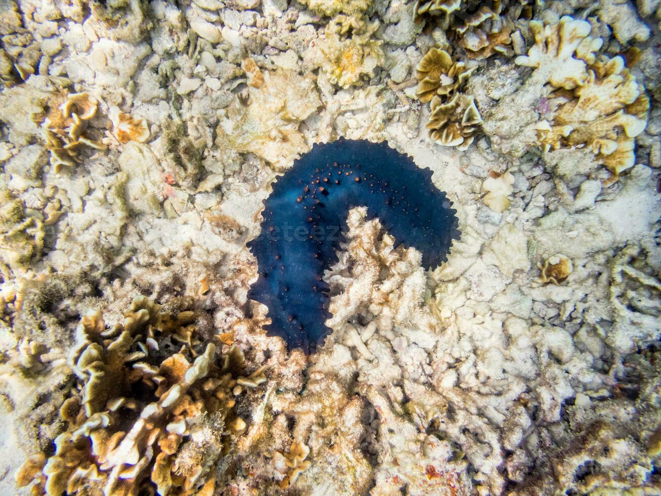 Underwater photos of Sea cucumber