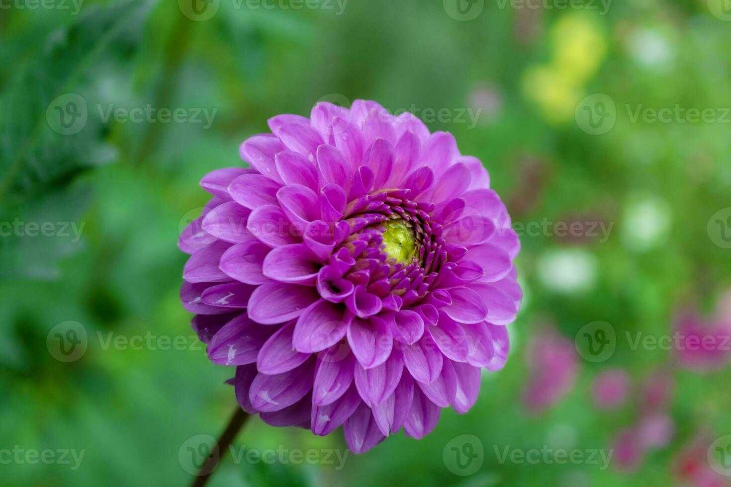 Beautiful purple dahlia flower in the garden on green background photo
