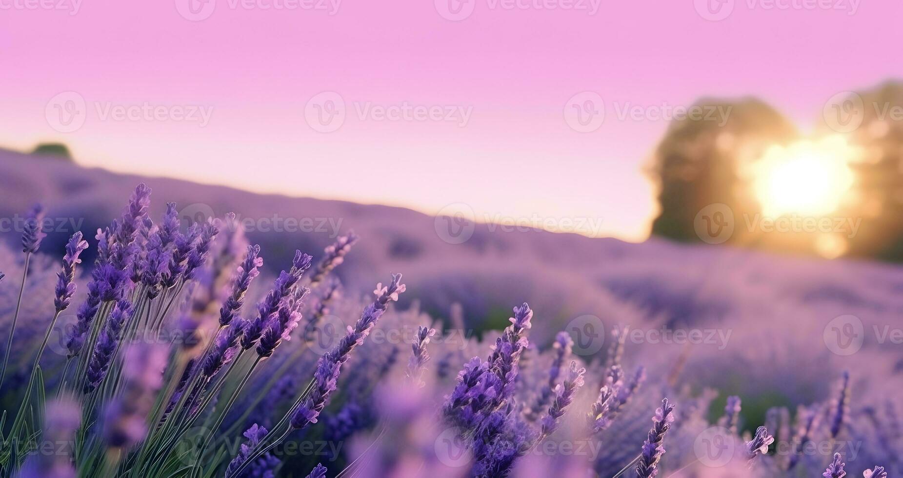 francés lavanda flores campo a puesta de sol. ai generado foto