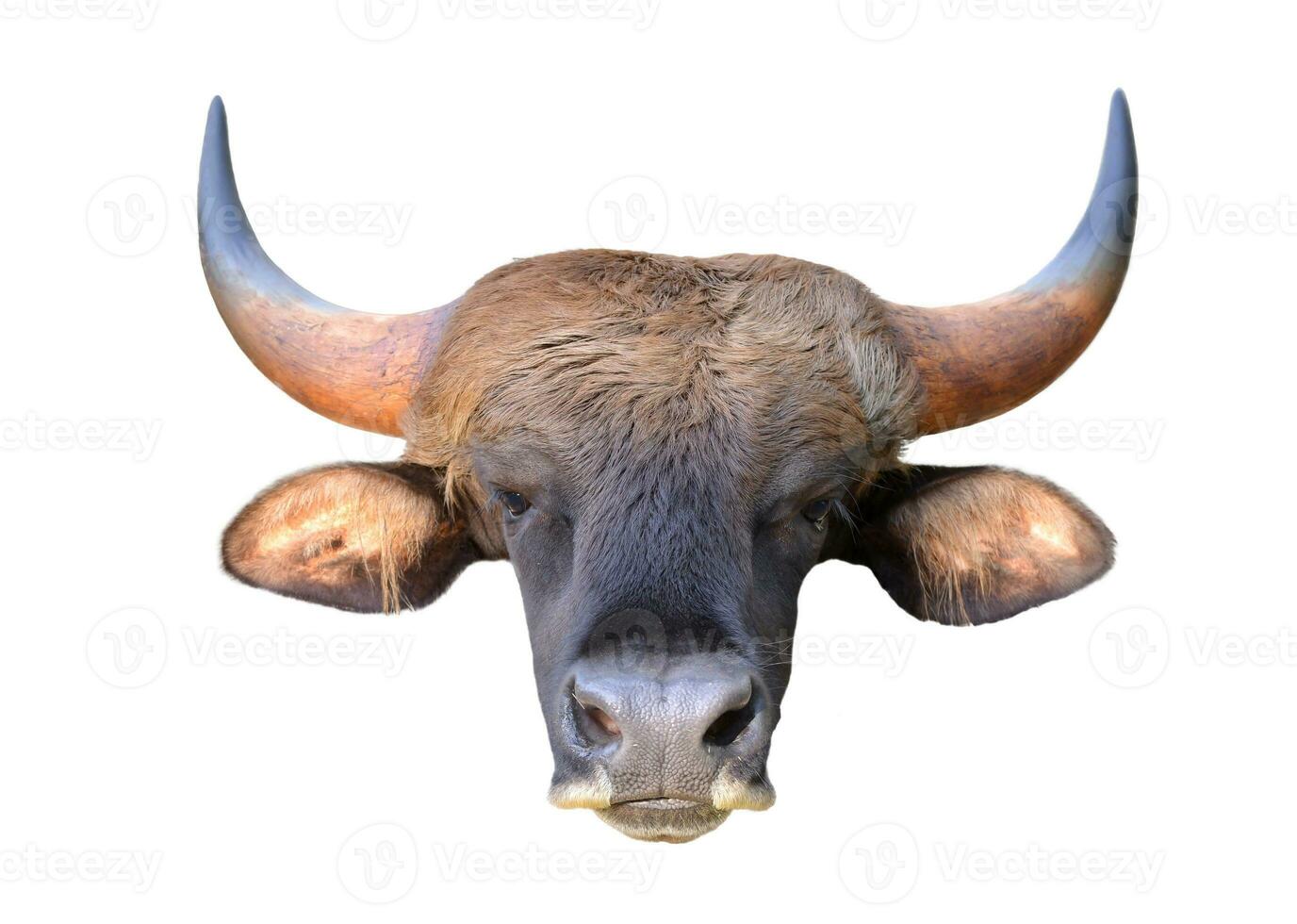 gaur head isolated photo