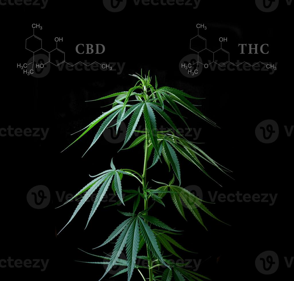 Marijuana leaves with cbd thc chemical structure photo