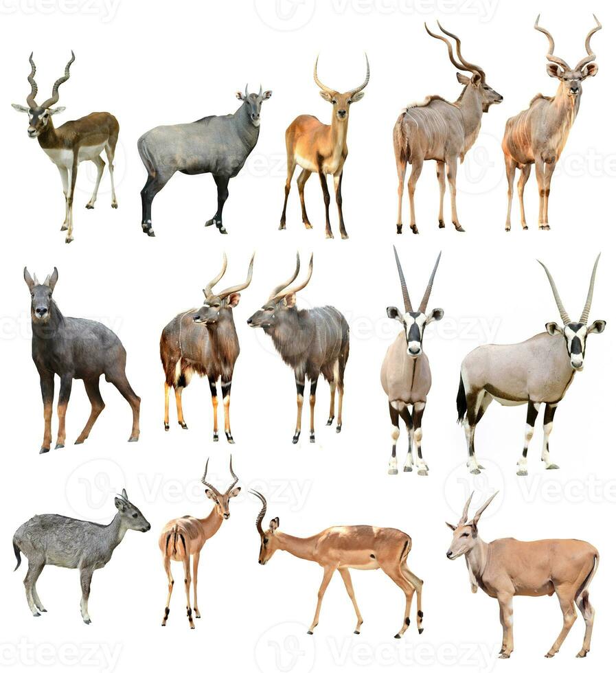 male antilope isolated photo